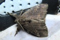 Curious Lymantriidae moth on my shoos top view Royalty Free Stock Photo