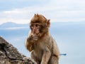 Young Macaque observing tourists in Gibraltar against Sea Backdrop