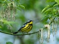 Magnolia Warbler perches on a flowery branch