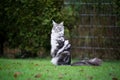 Curious maine coon cat in a meerkat pose