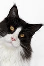 Curious Maine Coon cat with pink nose Royalty Free Stock Photo