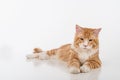 Curious Maine Coon Cat Sitting on the White Table with Reflection. White Background. Looking Down. Royalty Free Stock Photo