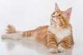 Curious Maine Coon Cat Sitting on the White Table with Reflection. White Background. Looking Up.