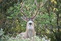 Curious Majestic Male Mule Deer Buck In Northern California In Early Fall Royalty Free Stock Photo