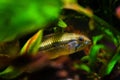 Curious male Apistogramma mendezi, rare and unique freshwater dwarf cichlid fish, caught near Barcelos, Rio Negro