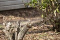 Curious Male House Sparrow