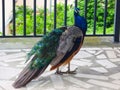 A curious male indian peafowl walking on a porch