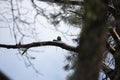 Curious Male Red-Bellied Woodpecker on a Cold Day Royalty Free Stock Photo