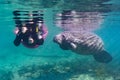 Curious Manatee Approaches a Snorkeler