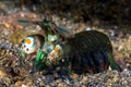 Curious mantis shrimp in Lembeh strait, Indonesia Royalty Free Stock Photo