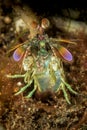 Curious mantis shrimp Royalty Free Stock Photo