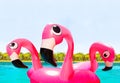 Curious many inflatable pink flamingos in pool