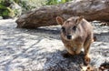 Curious Mareeba Rock-wallaby