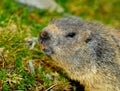 Curious Marmot Royalty Free Stock Photo