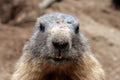A curious marmot Royalty Free Stock Photo