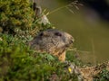 Curious marmot looking out on the Alps - 5 Royalty Free Stock Photo