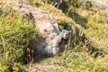 Curious marmot standing outside his den in grass Royalty Free Stock Photo