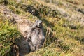 Curious marmot standing up outside his den Royalty Free Stock Photo