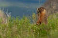 Curious Marmot Stands up in Thick Field Royalty Free Stock Photo