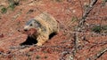 Curious marmot walking towards camera.