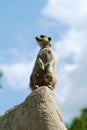 Curious meercat Royalty Free Stock Photo