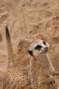 Curious meercat Royalty Free Stock Photo