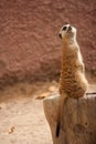 Curious meercat on a tree Royalty Free Stock Photo