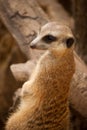 Curious meercat on a tree trunk Royalty Free Stock Photo