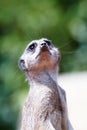 Curious meerkat