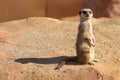 Curious Meerkat