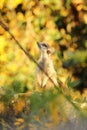 Curious meerkat with autumn leaves behind Royalty Free Stock Photo