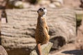 Curious meerkat