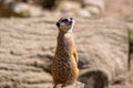 Curious meerkat