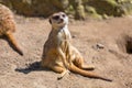 Curious meerkat
