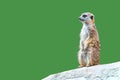 Curious Meerkat Isolated on Green Royalty Free Stock Photo