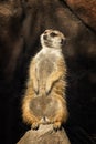 Curious Meerkat