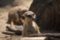 Curious meerkat Royalty Free Stock Photo