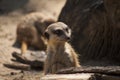 Curious meerkat