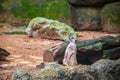 Curious meerkat in Singapore Zoo Royalty Free Stock Photo