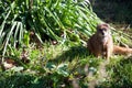 Curious meerkat sitting in the grass Royalty Free Stock Photo