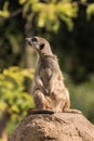 Curious meerkat