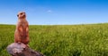 A curious meerkat or suricate Suricata suricatta looking towards the horizon, standing on a tree branch surrounded by meadow Royalty Free Stock Photo