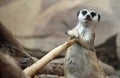 Meerkat