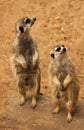 Curious Meerkat Royalty Free Stock Photo