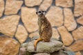 Curious meerkat in the zoo