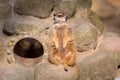 Curious meerkat sitting on the rock