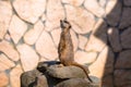 Curious meerkat sitting on the rock