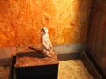 Curious meerkat in a zoo under artificial light Royalty Free Stock Photo