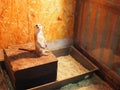 Curious meerkat in a zoo under artificial light Royalty Free Stock Photo