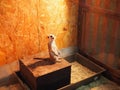 Curious meerkat in a zoo under artificial light Royalty Free Stock Photo